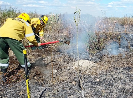 Proponen que dueños de campos incendiados se hagan cargo de recomponer el daño causado