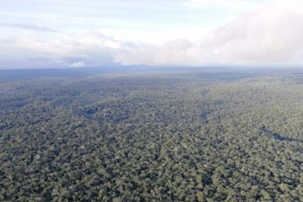 Hasta 100 km de distancia es el impacto de la deforestación