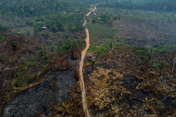 Brasil: Cae la deforestación en la Amazonia un 22,3 por ciento en un año