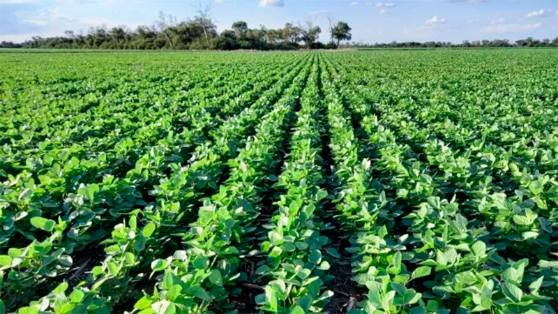 La superficie total a cultivarse con soja sería cercana a 1.020.000 hectáreas