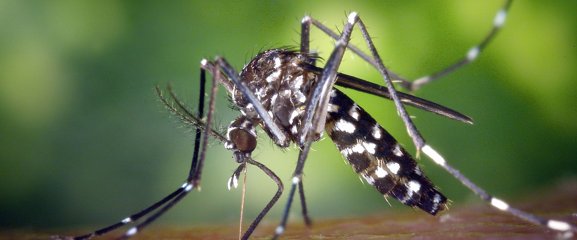 Siguen en aumento los casos de dengue en Entre Ríos